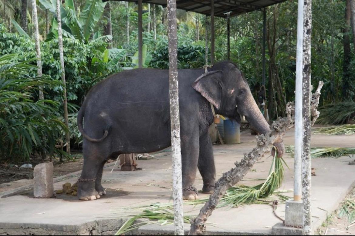 Cassells Jungle Resorts Thekkady Vandiperiyār Exterior foto